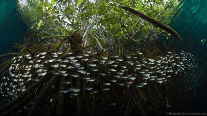 Cardumeroleta esporte betmolinésias