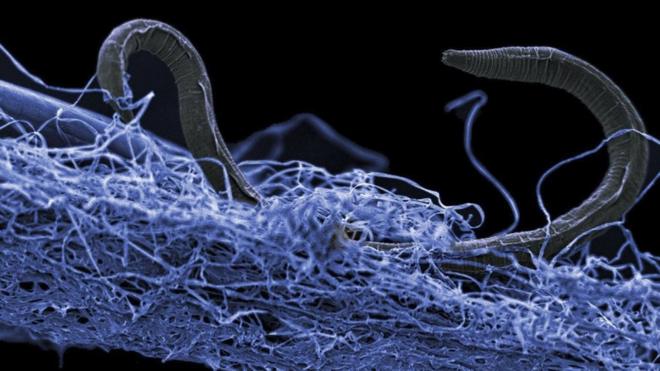 Un nemátodo o gusano cilíndrico sobre una película de otros organismos