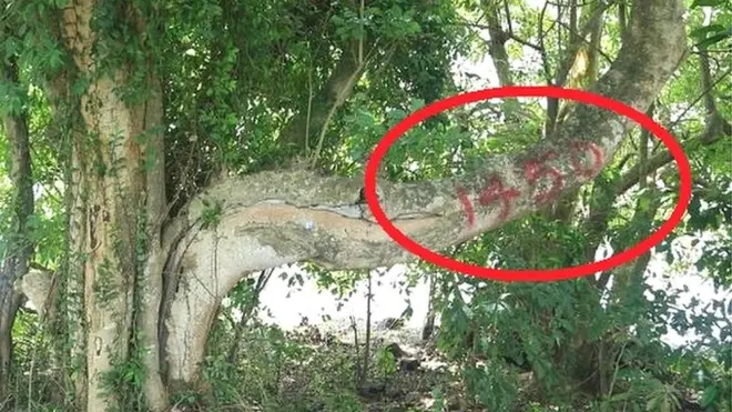 සලකුණු කළ ගසක්