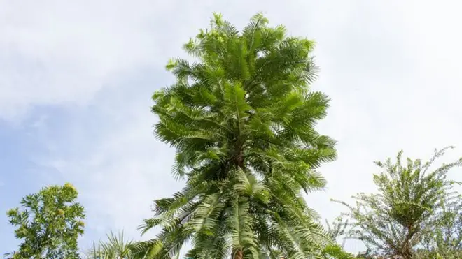 لا يوجد اليوم سوى أقل من 100 شجرة ووليمي صنوبرية تنمو بريا، ويحاط موقعها بالسرية