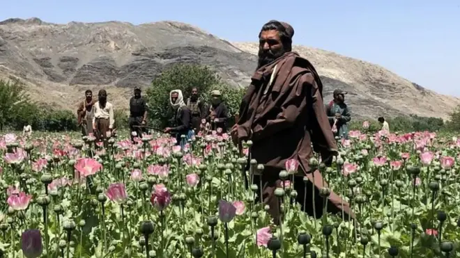 अफ़ीम की खेती