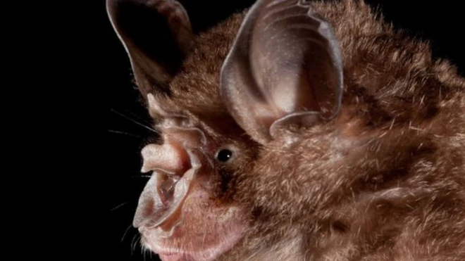 ค้างคาวเกือกม้าจีน (Rhinolophus sinicus) มีเชื้อไวรัสโคโรนาที่พันธุกรรมใกล้เคียงกับ SARS-CoV-2 เช่นกัน