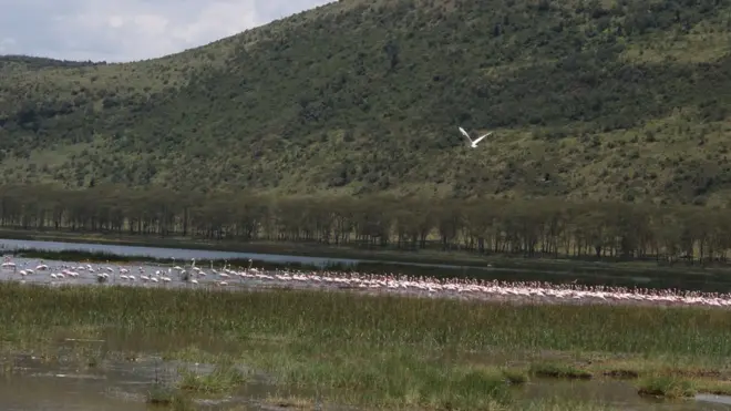 Ndege aina ya Flamingo katika ziwa Nakuru