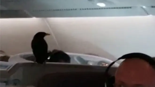 A passenger filmed the unexpected stowaway,