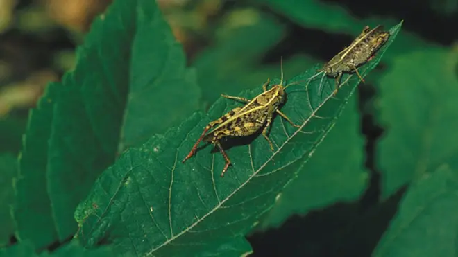 La somalie risque une crise alimentaire. Un essaim de criquets peut contenir environ un million d'individus qui peuvent consommer en 24h plus que 35 mille personnes