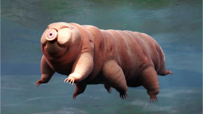 ทาร์ดิเกรดหรือหมีน้ำเป็นสัตว์ที่ได้ชื่อว่าทนทายาดที่สุดในโลก