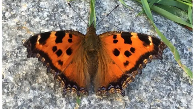 Сонцевик чорно-рудий або Nymphalis xanthomelas - стійкий, легко мігрує і всюди знаходить їжу