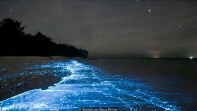 समुद्र किनारी चमकणारे डाईनोफ्लॅगेटस