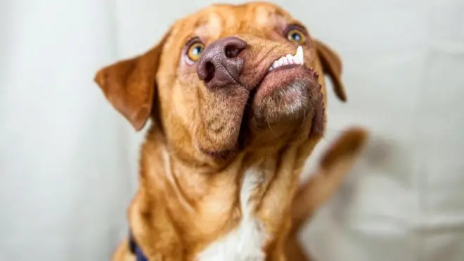 Mbwa mwenye mdomo ulio kombo Picasso