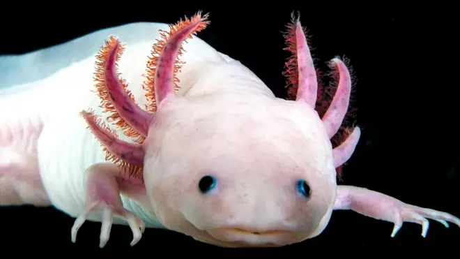 El ajolote mexicano tiene el genoma más grande que se ha secuenciado hasta ahora, 10 veces más grande que el genoma humano. Foto: Research Institute of Molecular Pathology (IMP)