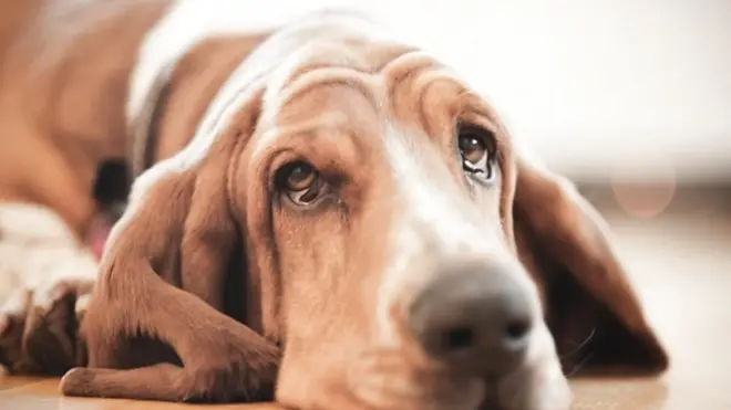 Suze radosnice – zbog čega psi plaču od sreće