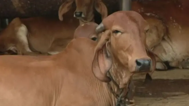 ગીર ગાયની તસવીર