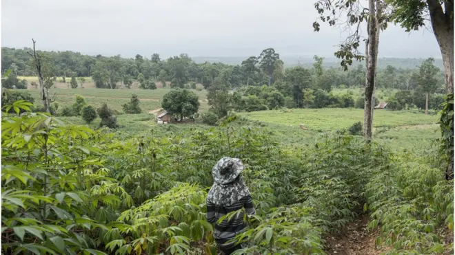 นิตยาเดินอยู่ในเขตป่า