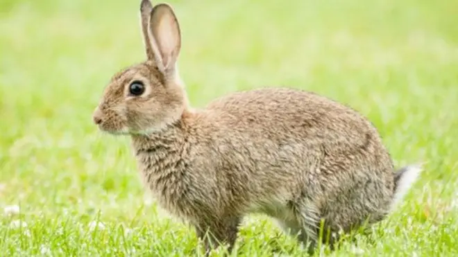 కుందేలు