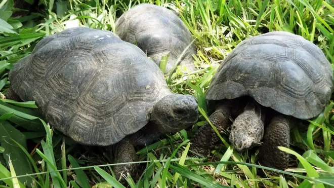 เต่ายักษ์กาลาปาโกส