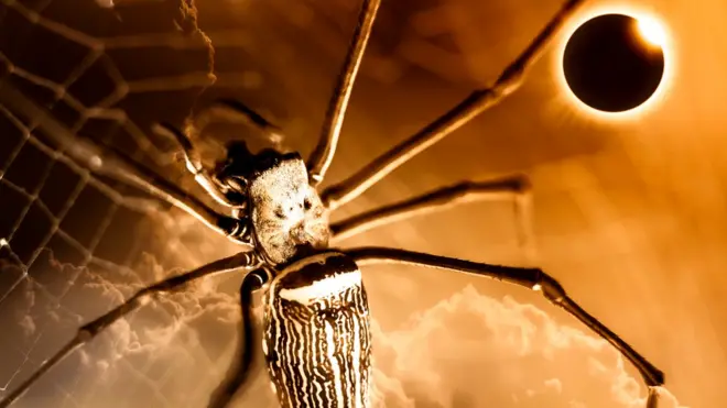 Un estudio de 1991 observó que un tipo de araña comenzó a desarmar su red cuando comenzó el eclipse y volvió a rearmarla cuando terminó.