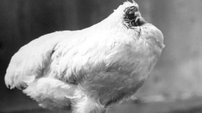 મિરેકલ માઈક