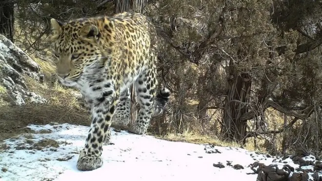 A common leopard photographed from a camera trap in Qinghai province, China on 16 March 2016.