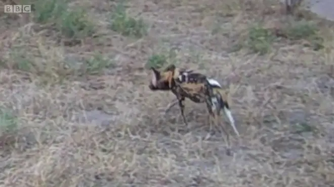 አደጋ ላይ የወደቁት የአፍሪካ የዲር ውሻዎች ዲሞክራሲያዊ አመራር።