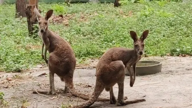Wildlife officials say the rescued Kangaroos probably ended up here from a breeding farm in southeast Asia
