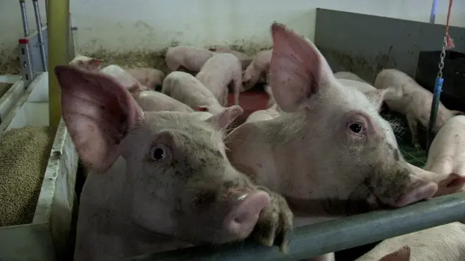 China is a huge consumer of pork