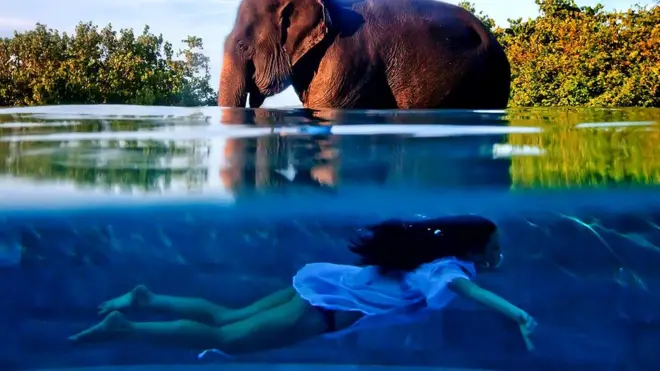 Elephant - Phuket, Thailand