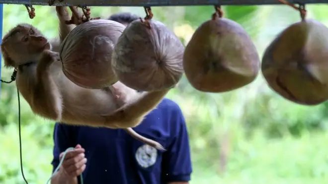 ชาวสวนมะพร้าว ใน จ.สุราษฎร์ธานี