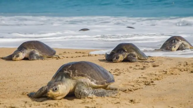 Olive Ridley sea turtles arrive to lay their eggs at Ixtapilla Beach, Michoacan State, Mexico.