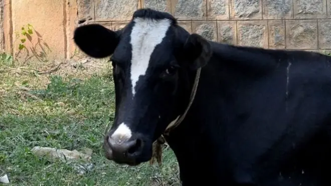 گائے کے تحفظ کے نام پر انڈیا میں کئی پر تشدد واقعات رونما ہوئے ہیں اور جانیں تلف ہوئی ہیں