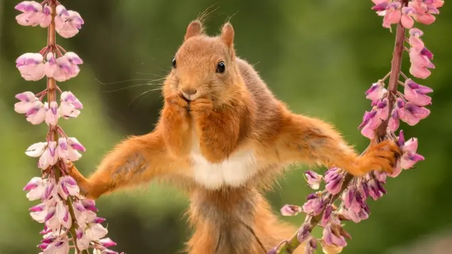 Squirrel holding on to plants with its feet