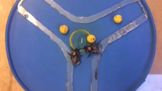 Abejas aprendiendo a mover una pelota