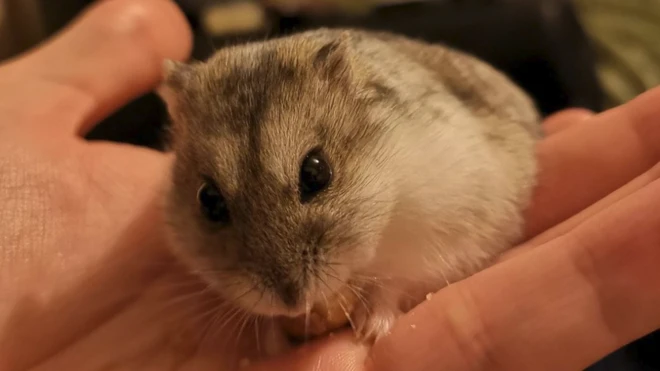 Dwarf hamsters can slow down their metabolism in the cold