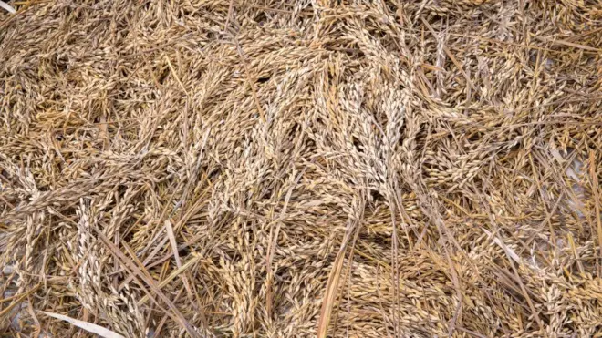 Full frame of harvested African rice, Gbedin village, Nimba County, Liberia.