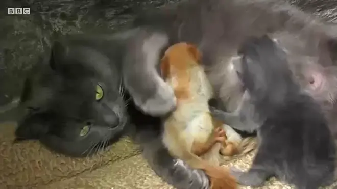 다람쥐의 고양이 엄마