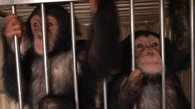 The chimps were discovered by Nepal police in a specially adapted crate