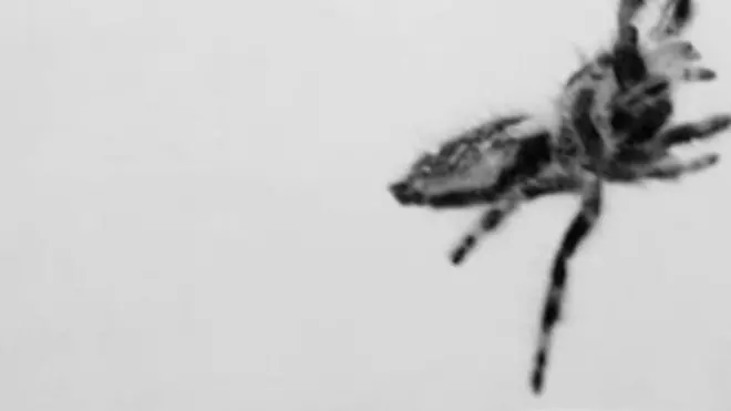 แมงมุมกระโดด