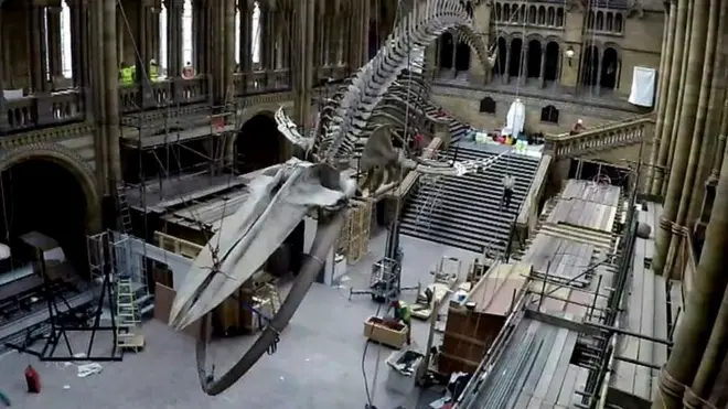 متحف التاريخ الطبيعي بالعاصمة البريطانية لندن يقرر تغيير العرض الرئيسي بكائن آخر