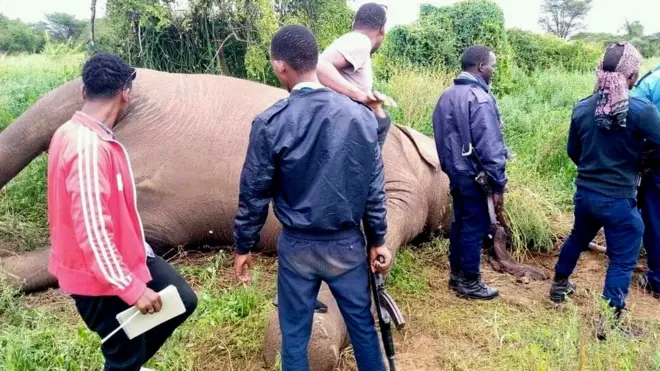 Arba ajjeefamee fi poolisii