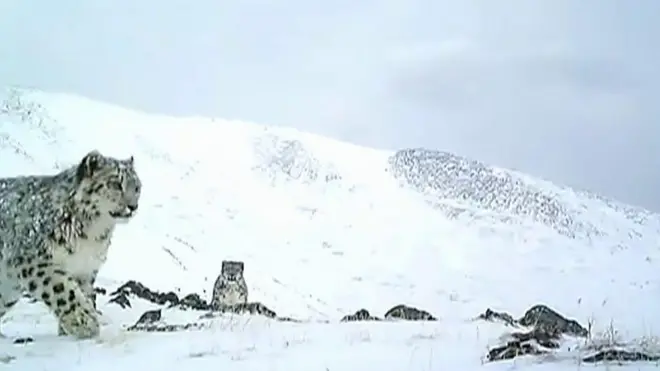 Snežni leopard