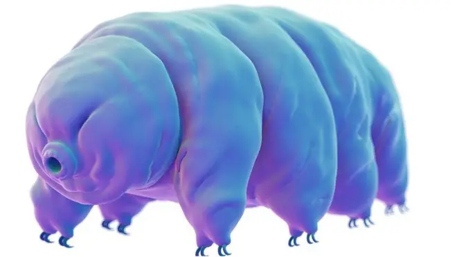 Tardígrado u oso de agua