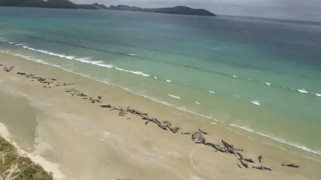 Stranded whales on a beach