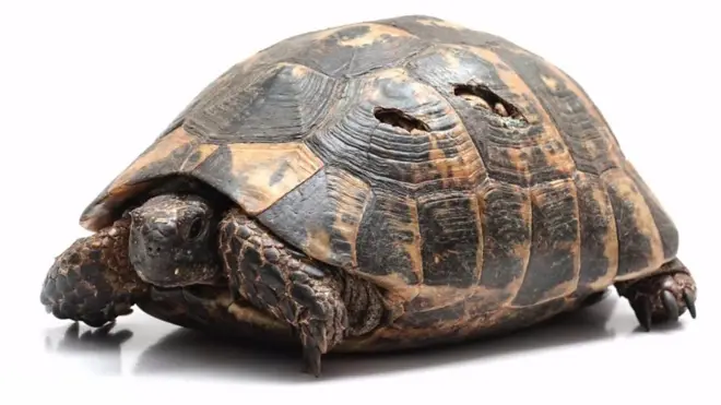 علماء يجدون ما يقولون إنه دليل يؤكد أن السلاحف يوما عاشت من دون درقة. ولكن هل يمكن أن تعيش من دونه؟