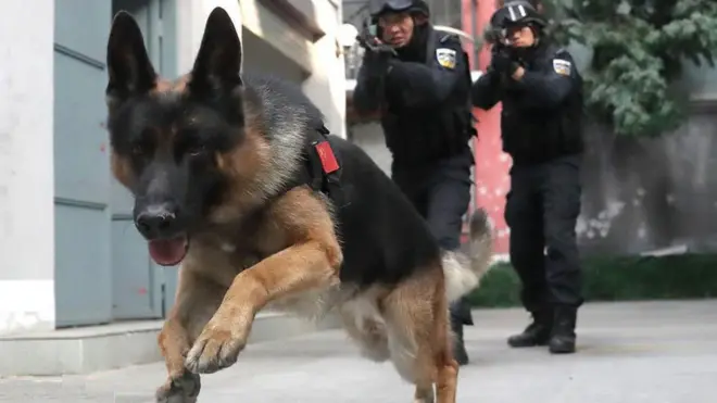 中國警犬