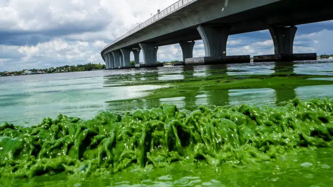 La citobacteria se ha reproducido a altos niveles gracias al agua con fósforo y nitrógeno que llega desde el lago Okeechobee al río St. Lucie