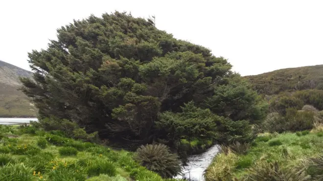 A árvore da espécie Picea sitchensi, localizada numa ilha na Nova Zelândia, foi plantadabet pt jogos em direto1905 e crescebet pt jogos em diretomédia 1 cm por ano | Foto: Pavla Fenwick