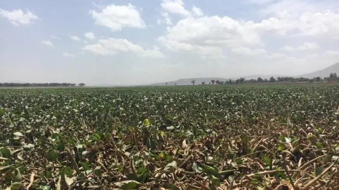 Aramaa boocee haroo Qooqaa irratti biqile