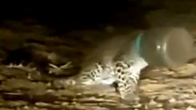 ప్లాస్టిక్ డబ్బాలో తలపెట్టి ఇరుక్కుని రెండు రోజులు తీవ్ర అవస్థలు పడ్డ లెపర్డ్