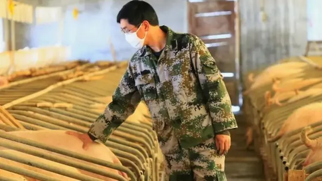 هل تتفشى إنفلونزا الخنازير مجددا؟