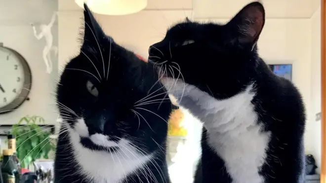 Los gatos muchas veces ronronean cuando se acicalan los unos a los otros. (Crédito: Marjan Debevere)