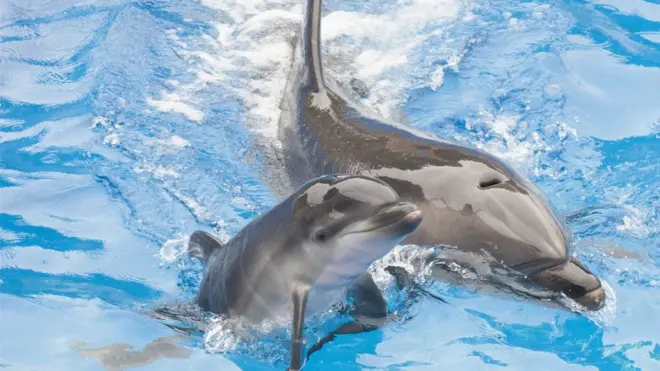 A 13-year-old bottlenose dolphin at SeaWorld San Diego, swims with her newborn calf